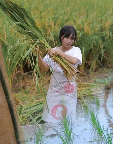 Li Zi Qi Farming