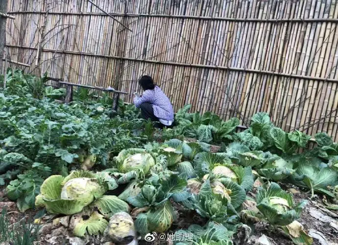 Li Ziqi working on farm