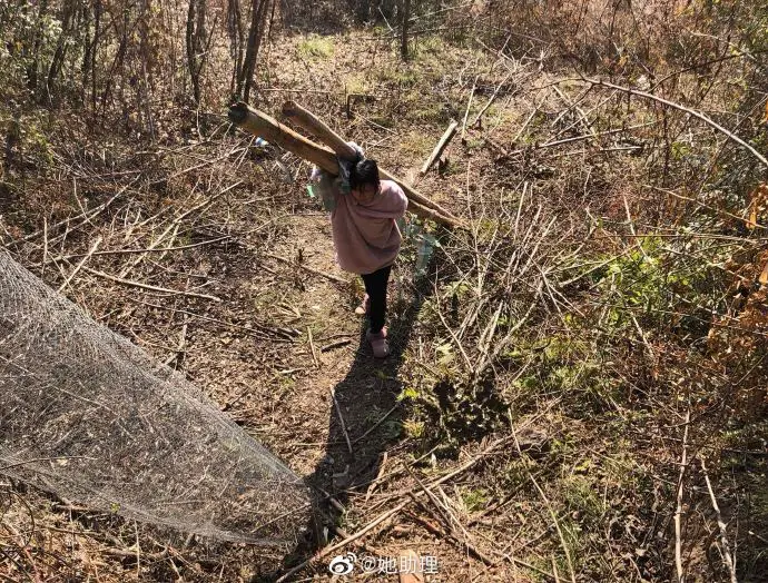 Li Ziqi carrying logs